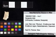 Foto (Objket + Etiketten) von Decapoda indet. 